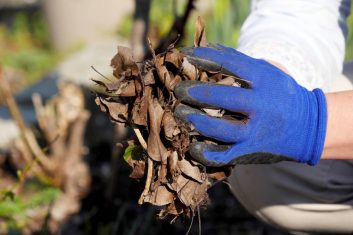 Gardener-picking-up-leaves-wearing-re-inforced-gardening-gloves