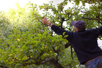 Man-on-ladder-leaning-over-dangerously-to-pick-an-apple