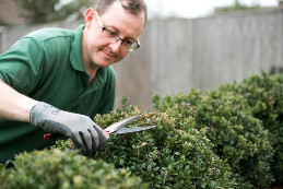 trimming-hedge-using-sheers