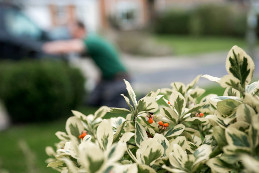 varigated-garden-shrub